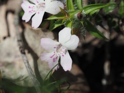 Hemiandra pungens, photographed by Brett Coulstock