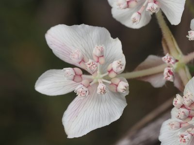 Xanthosia rotundifolia, photographed by Brett Coulstock