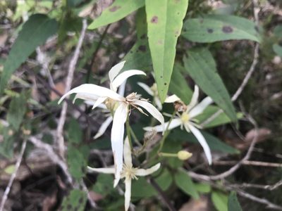 Clematis pubescens, photographed by Ann Bentley