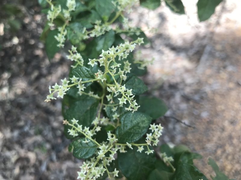 Trymalium odoratissimum, photographed by Ann Bentley