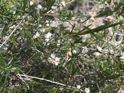Hypocalymma angustifolium, photographed by Ann Bentley