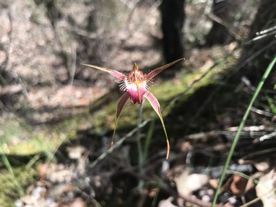 Caladenia ferruginea, photographed by Ann Bentley