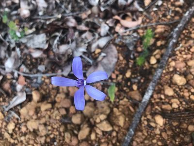Caladenia sericea, photographed by Ann Bentley