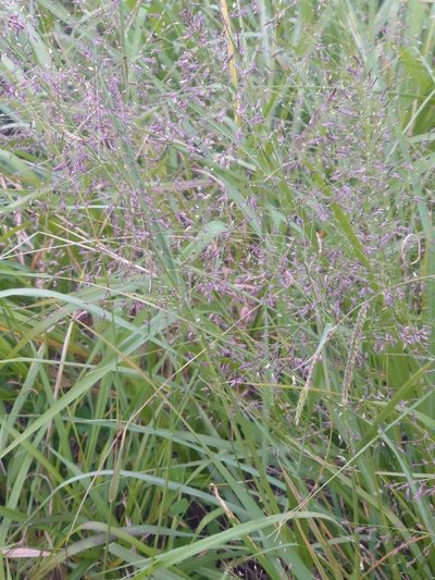 Eragrostis ferruginea, photographed by WATANABE Hitoshi 渡辺仁