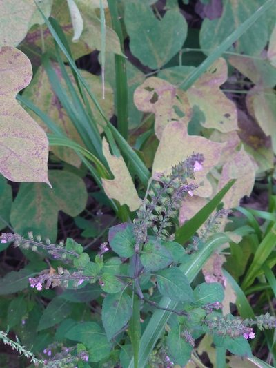 Mosla scabra, photographed by WATANABE Hitoshi 渡辺仁