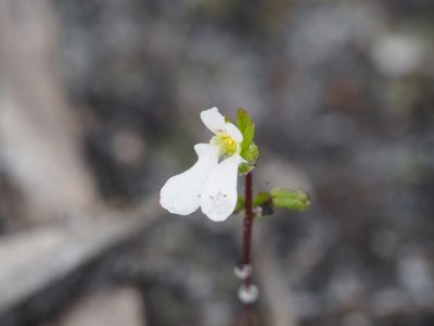 Stylidium perpusillum, photographed by Brett Coulstock