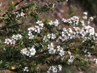 Taxandria parviceps, photographed by Ann Bentley