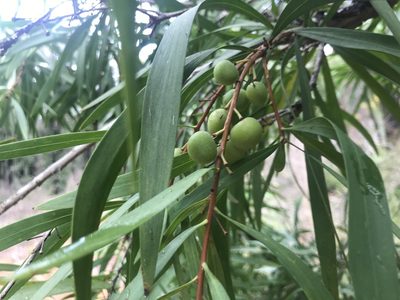 Persoonia longifolia, photographed by Ann Bentley