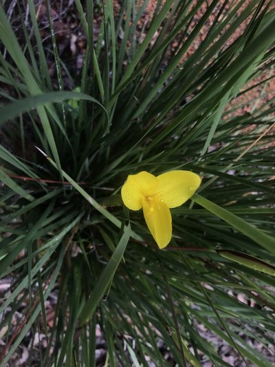 Patersonia umbrosa, photographed by Ann Bentley