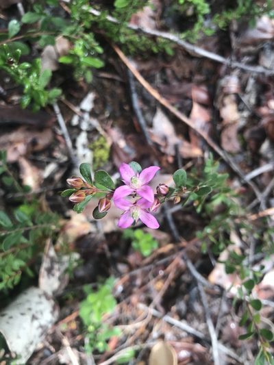 Boronia crenulata, photographed by Ann Bentley