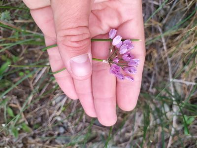 Allium rubens, photographed by Евгений Егорейченков