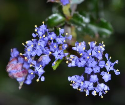 Ceanothus foliosus, photographed by Don Loarie