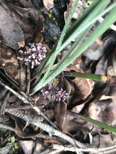 Lomandra sericea, photographed by Ann Bentley