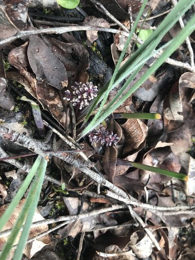 Lomandra sericea, photographed by Ann Bentley