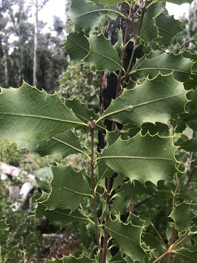 Xylomelum occidentale, photographed by Ann Bentley