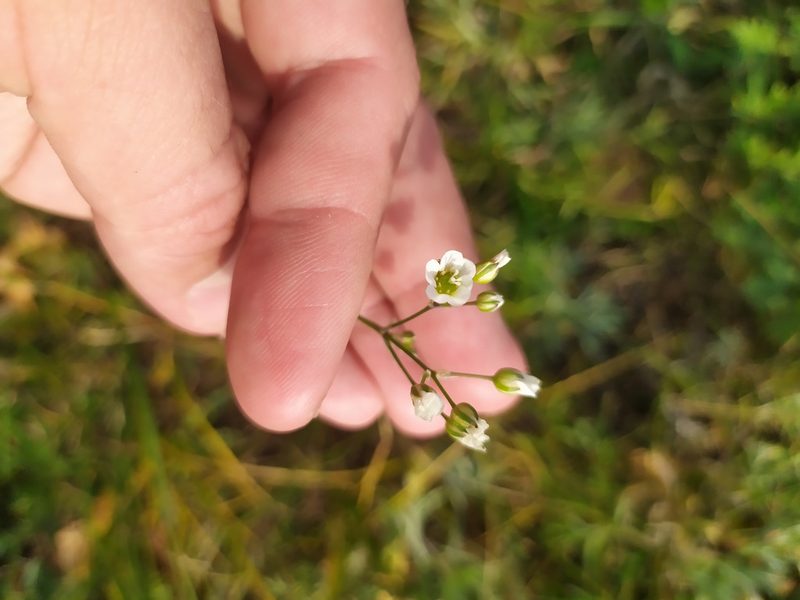 Eremogone saxatilis, photographed by Евгений Егорейченков