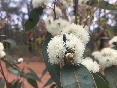 Eucalyptus marginata, photographed by Ann Bentley