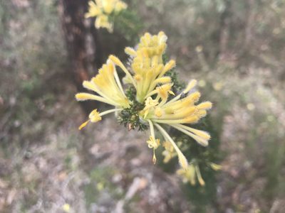Petrophile serruriae, photographed by Ann Bentley