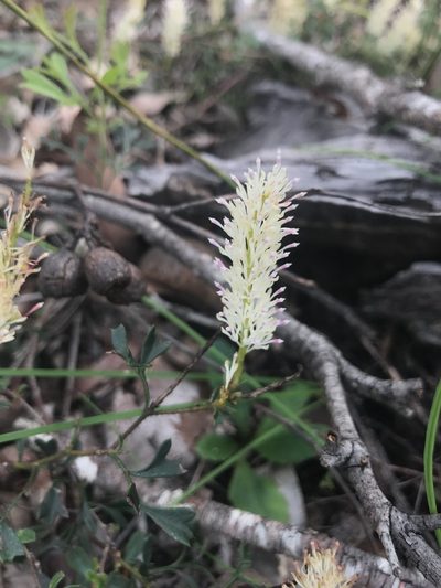 Grevillea pulchella, photographed by Ann Bentley