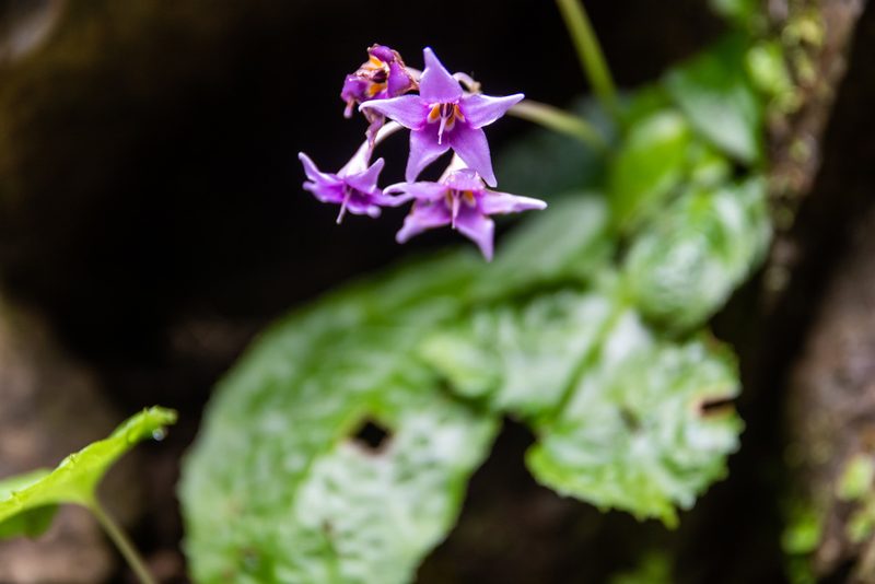 Conandron ramondioides, photographed by WATANABE Hitoshi 渡辺仁