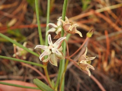 Asclepias stellifera, photographed by Matthew Fainman