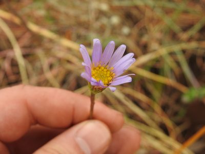 Afroaster serrulatus, photographed by Matthew Fainman