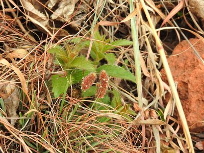 Acalypha angustata, photographed by Matthew Fainman
