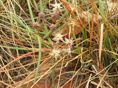 Asclepias stellifera, photographed by Matthew Fainman