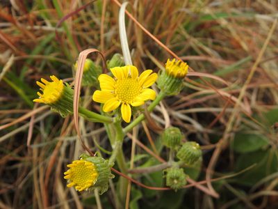 Senecio coronatus, photographed by Matthew Fainman