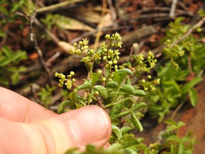 Searsia rigida, photographed by Matthew Fainman