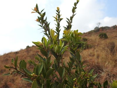 Scolopia zeyheri, photographed by Matthew Fainman