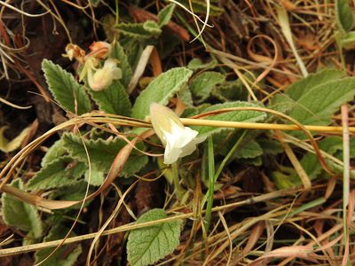 Hermannia geniculata, photographed by Matthew Fainman