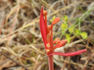 Cyrtanthus tuckii, photographed by Matthew Fainman