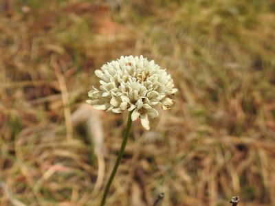 Cephalaria zeyheriana, photographed by Matthew Fainman