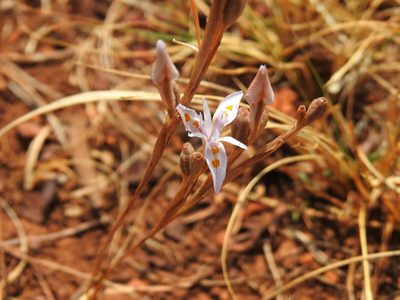 Moraea stricta, photographed by Matthew Fainman