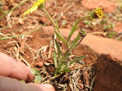 Osteospermum scariosum, photographed by Matthew Fainman