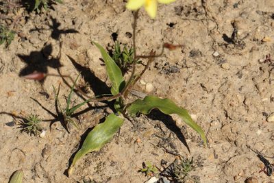 Cyanella lutea, photographed by Cecile Roux