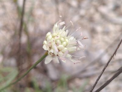Cephalaria leucantha, photographed by Yves Bas