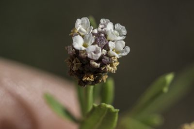 Phyla cuneifolia, photographed by Craig Martin
