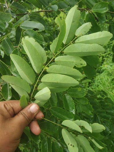 Dalbergia lanceolaria, photographed by S.MORE