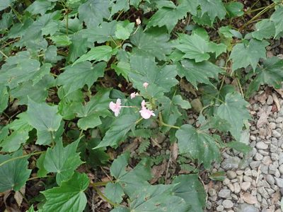 Begonia formosana, photographed by Meng-Ying Tsai