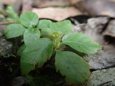 Ophiorrhiza pumila, photographed by Meng-Ying Tsai
