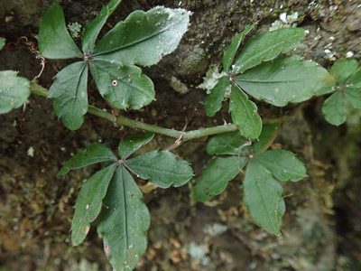 Tetrastigma obtectum, photographed by Meng-Ying Tsai