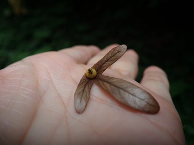 Engelhardia roxburghiana, photographed by Meng-Ying Tsai