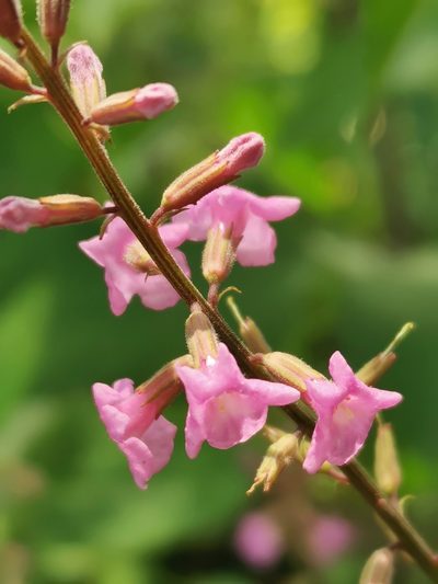 Priva aspera, photographed by Juan Carlos Pérez Magaña