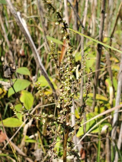 Amaranthus cannabinus, photographed by Tom Field