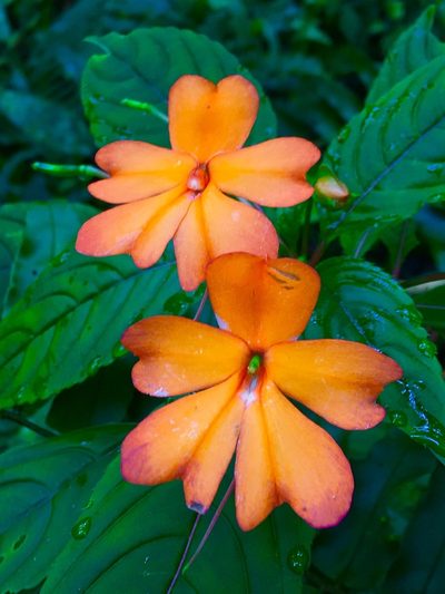 Impatiens platypetala, photographed by desertnaturalist