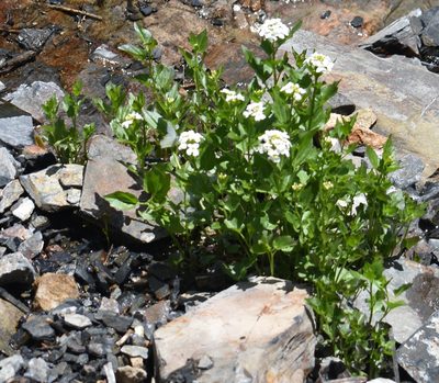 Cardamine cordifolia, photographed by John Powers
