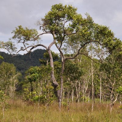 Rubroshorea balangeran, photographed by Abu Hamas