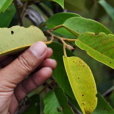 Rubroshorea balangeran, photographed by Abu Hamas